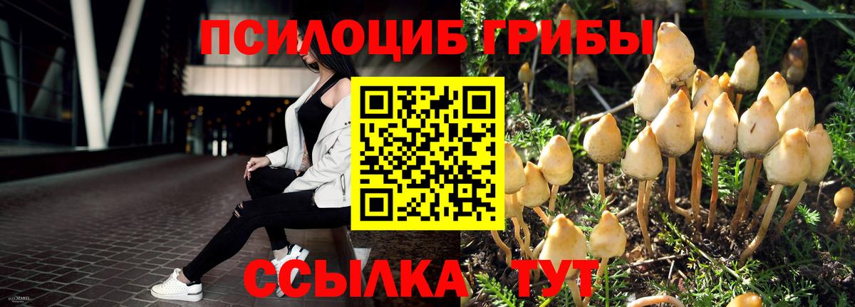 Псилоцибиновые грибы Psilocybine cubensis Алексин